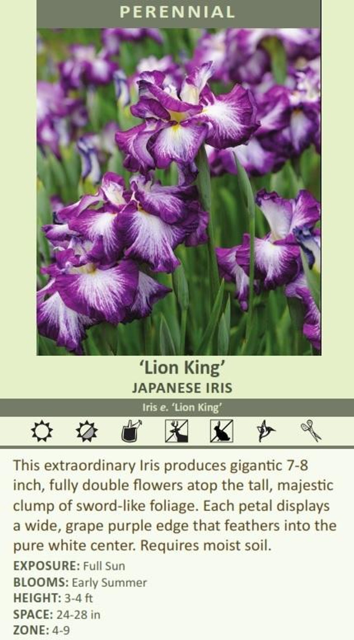 Iris e Lion King Japanese 25 BR Plants