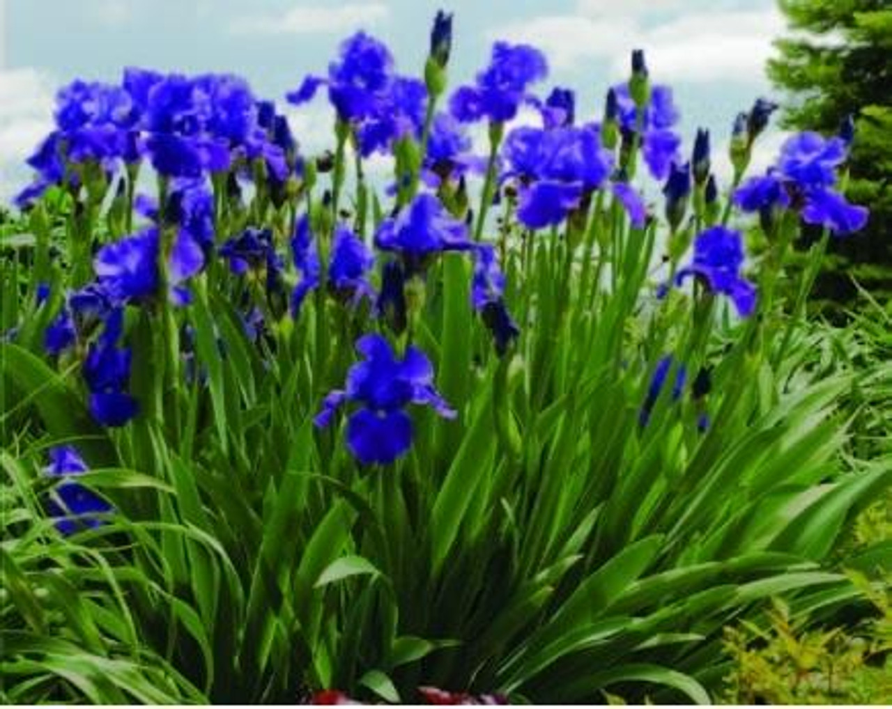 Iris Feed Back 25 BR Plants