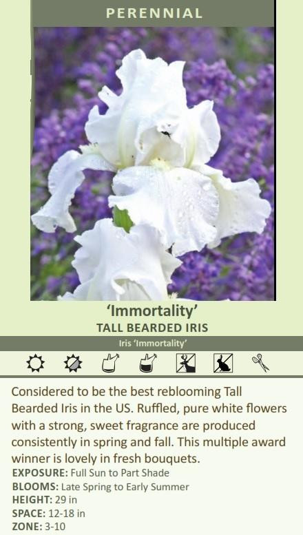Iris Immortality 25 BR Plants