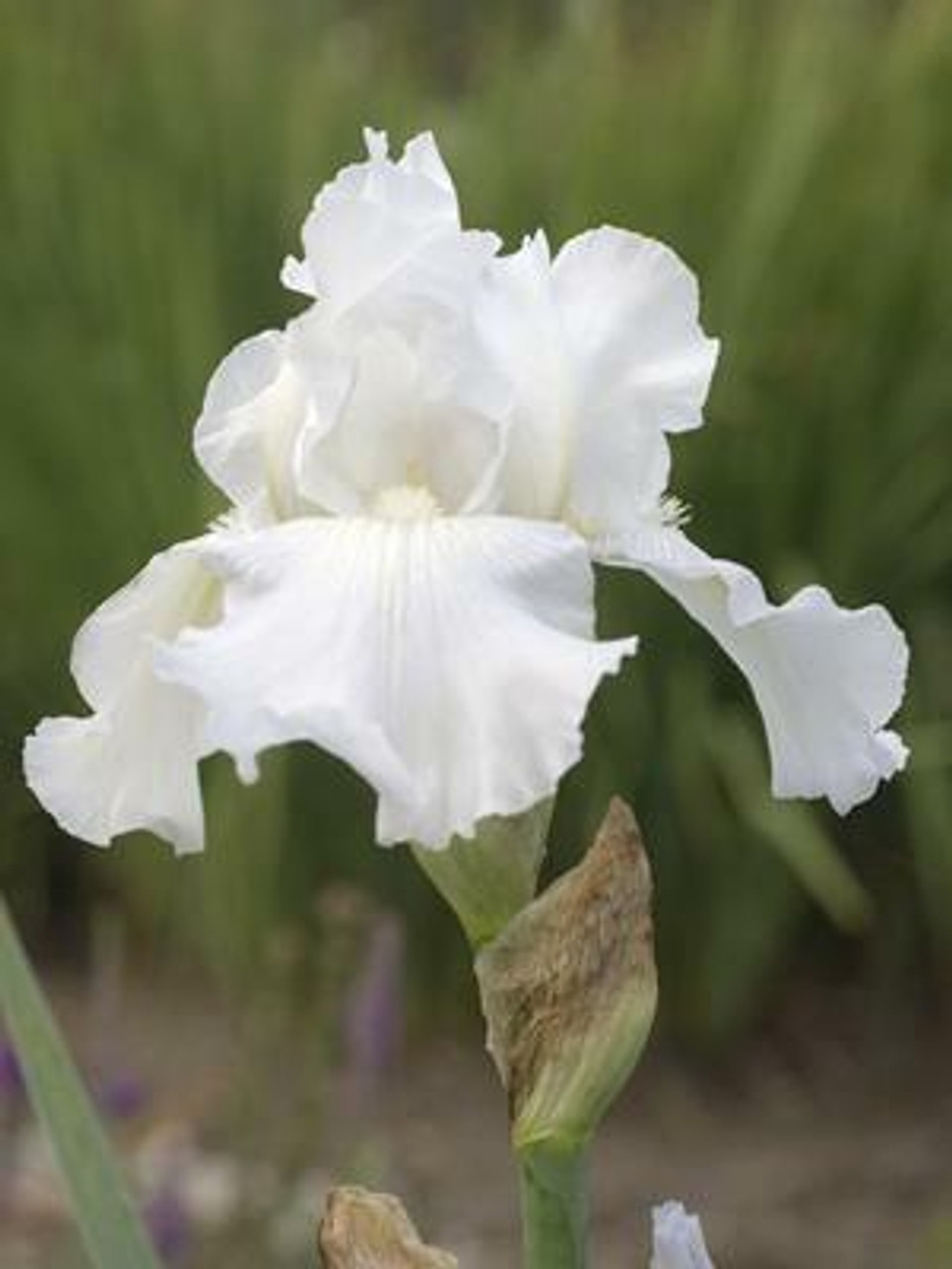 Iris Immortality 25 BR Plants