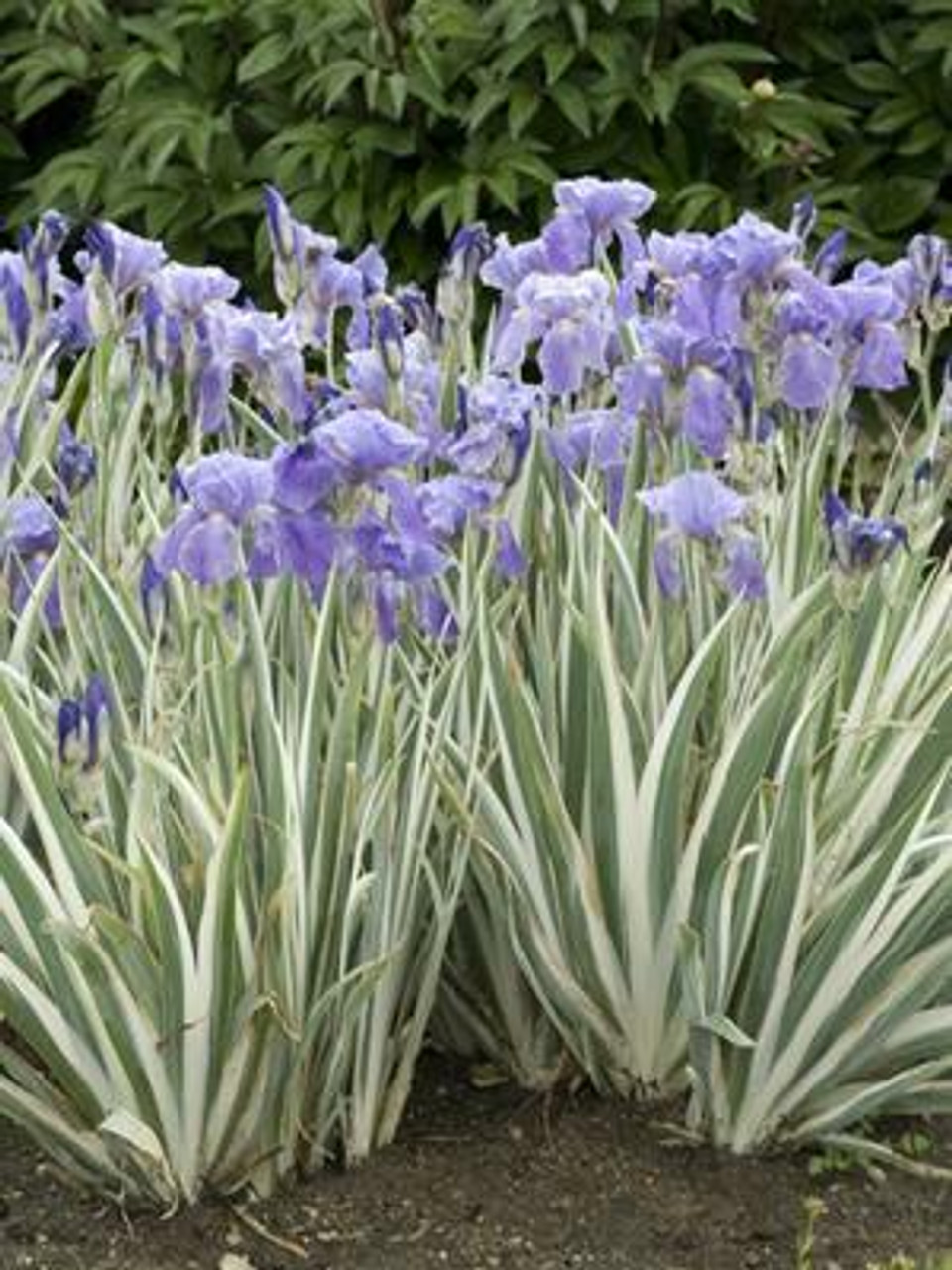 Iris p Argentea Variegata 15ct Flat