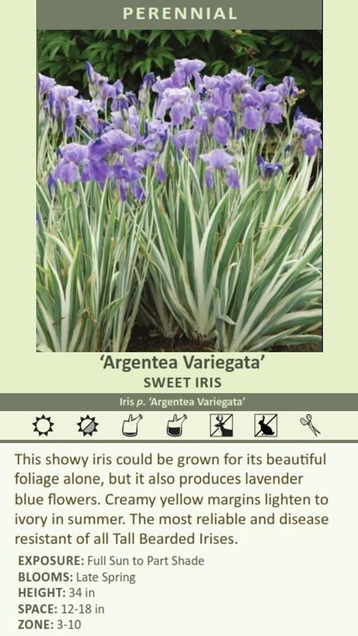 Iris p Argentea Variegata 15ct Flat