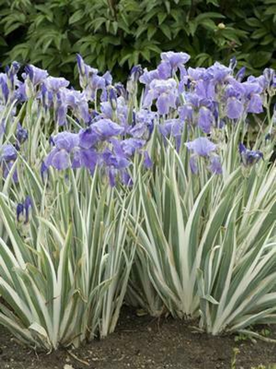 Iris p Argentea Variegata 15ct Flat