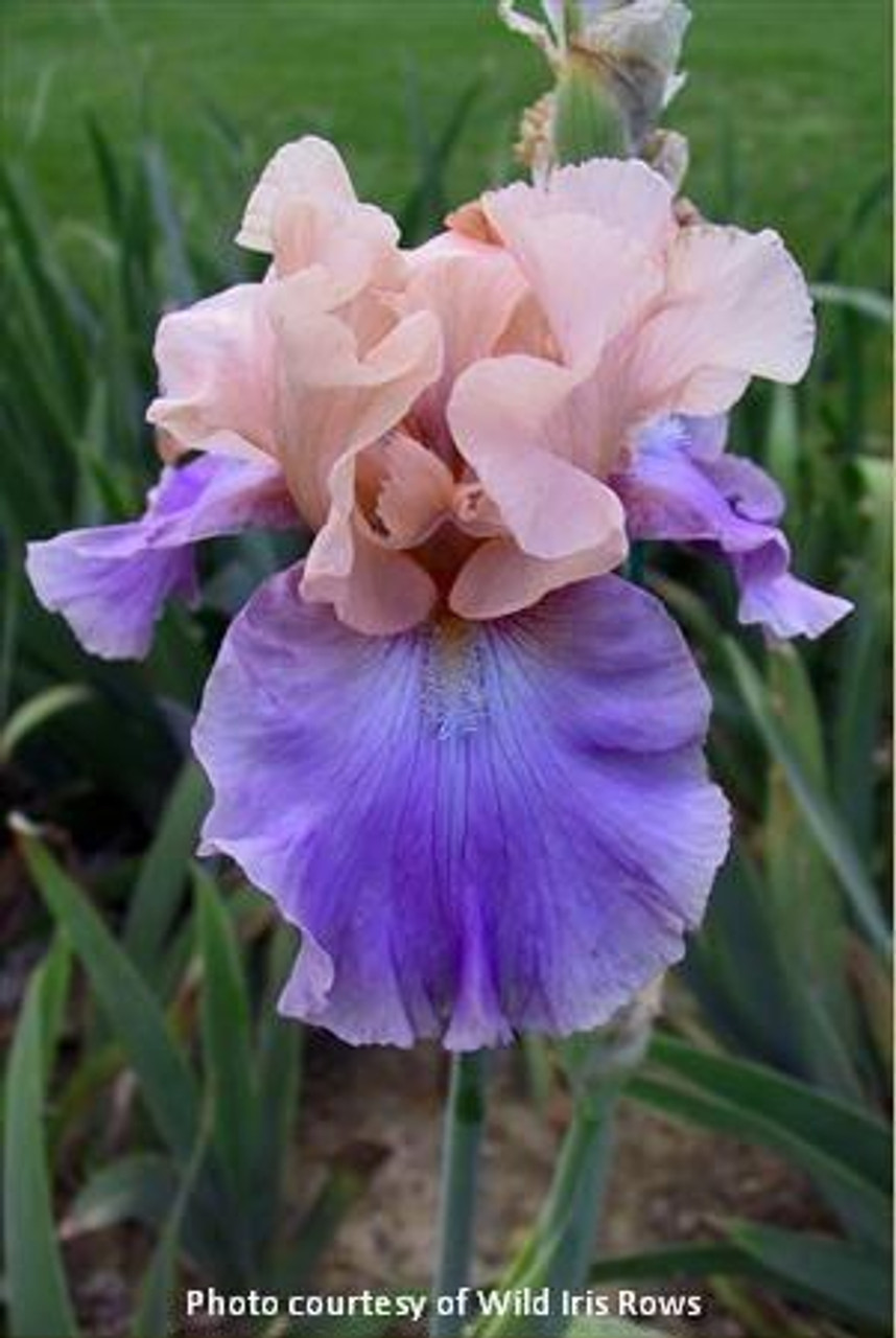 Iris Poem of Ecstasy 25 BR Plants