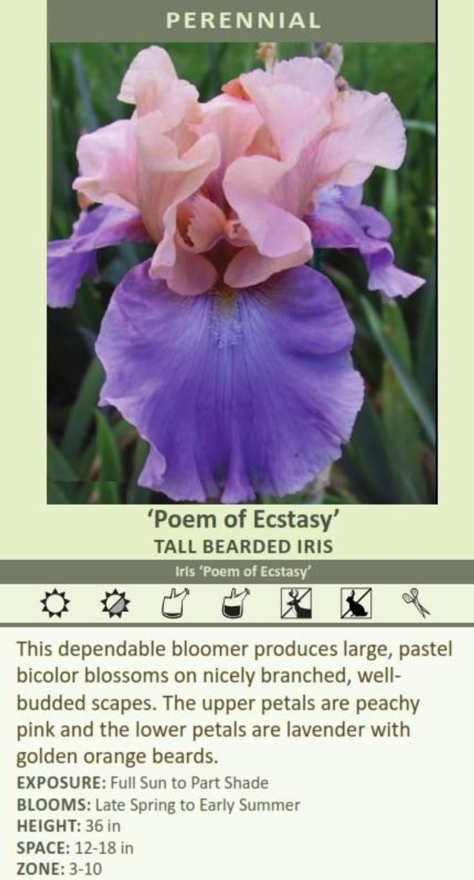 Iris Poem of Ecstasy 25 BR Plants