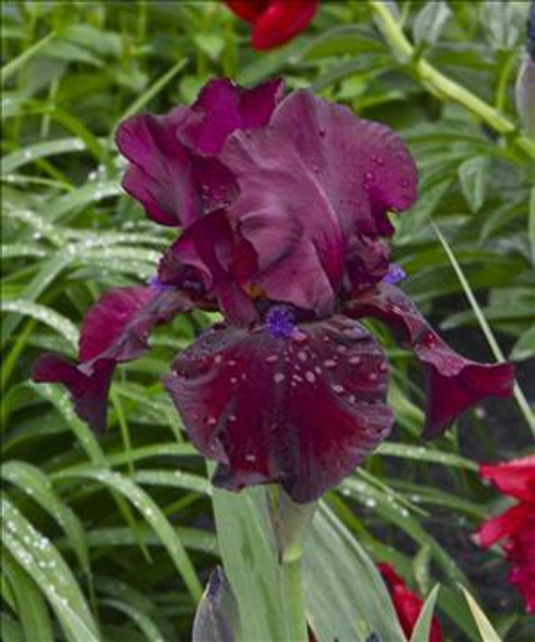 Iris Raptor Red 25 BR Plants