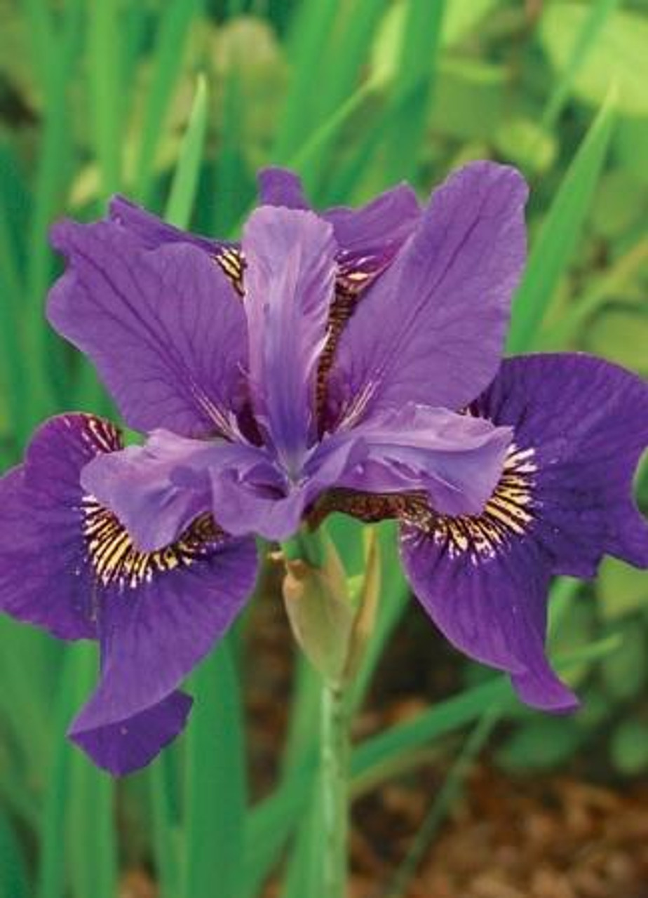 Iris sibirica Ruffled Velvet 25 BR Plants