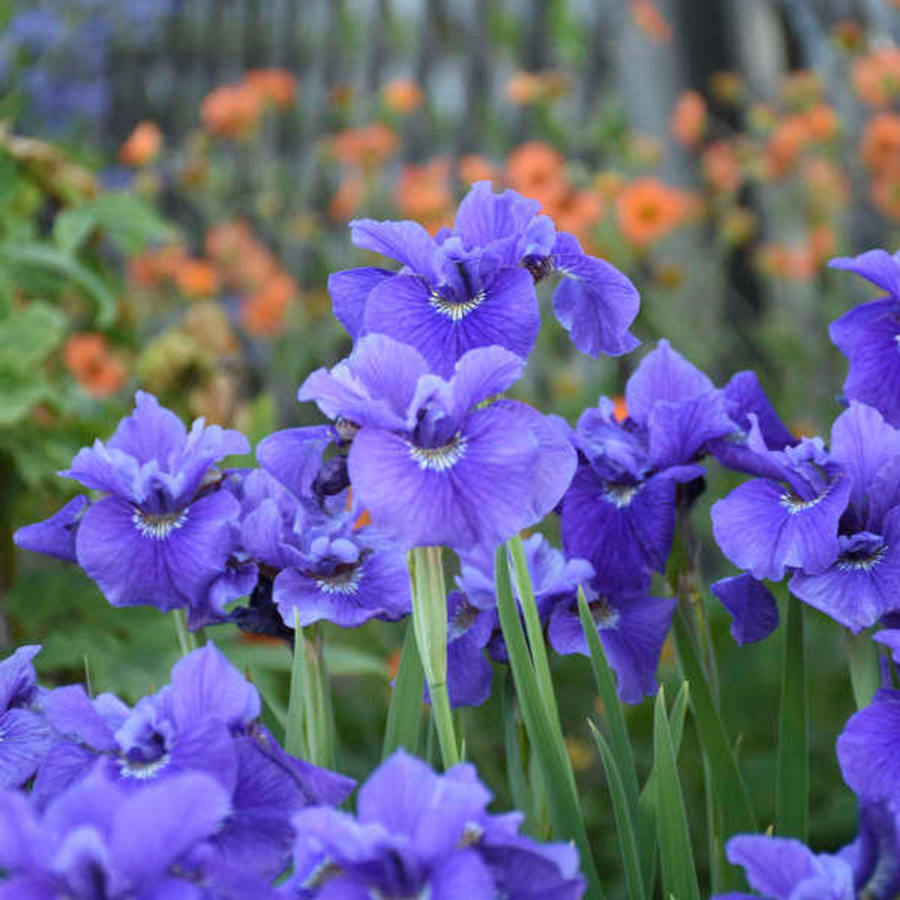 Iris sibirica 'Ruffled Velvet' (25) BR Plants