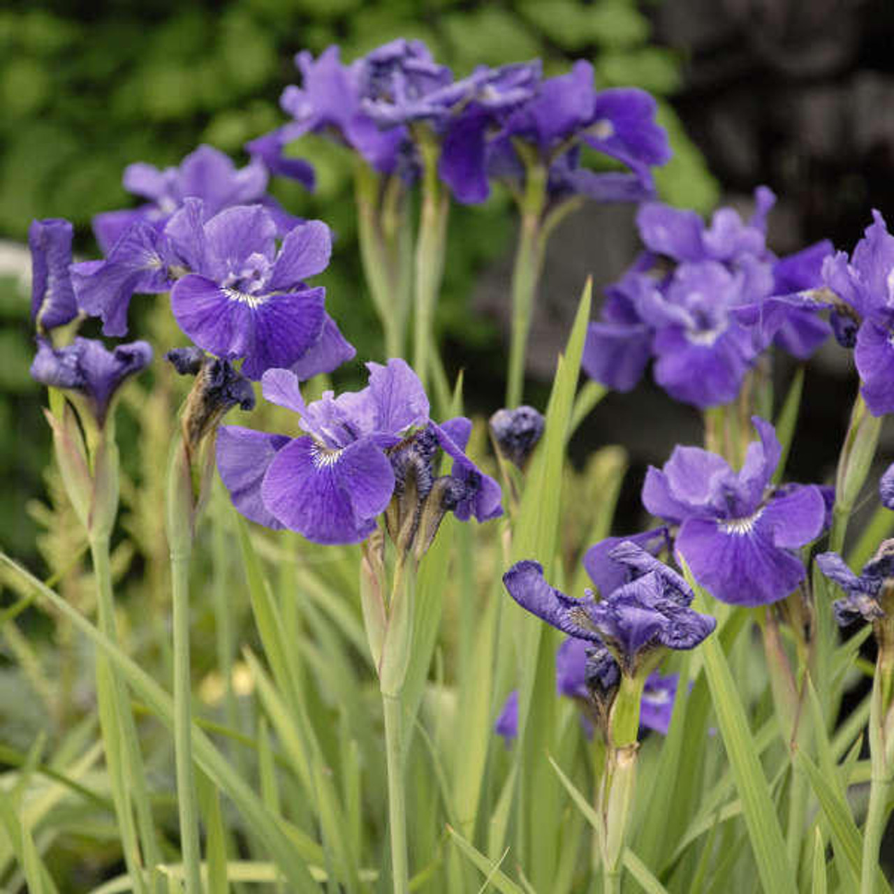 Iris sibirica 'Ruffled Velvet' (25) BR Plants