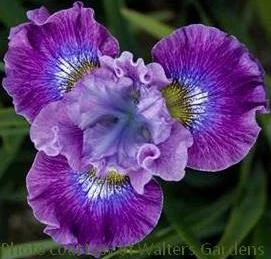 Iris sibirica Strawberry Fair 25 BR Plants