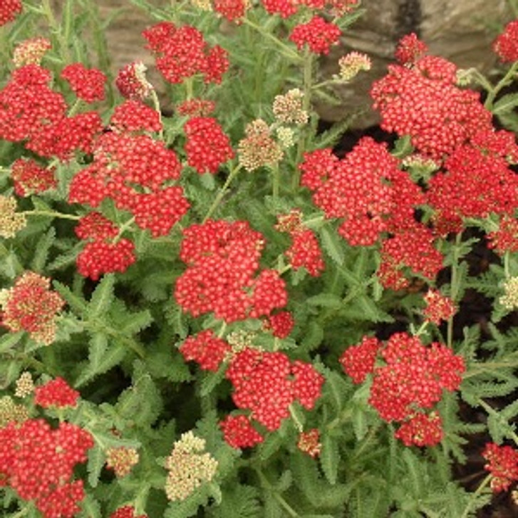 OUTSTANDING & UPSTANDING! Achillea Sassy Summer