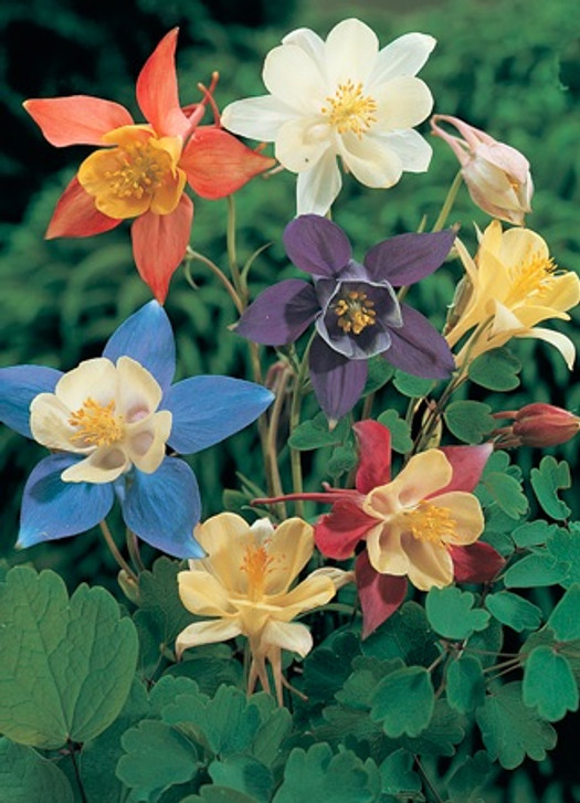 Short but glorious columbine