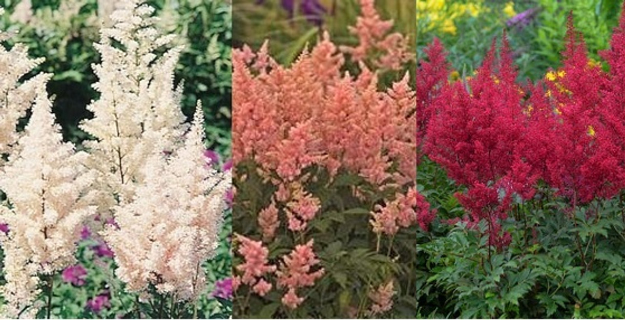 Are astilbes brilliant?