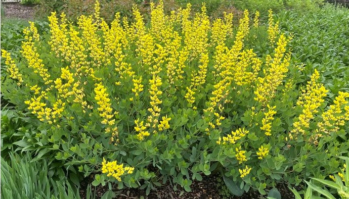 Baptisia Is To Dye For!