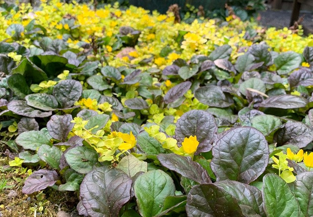 Don't just cover the ground - color it!