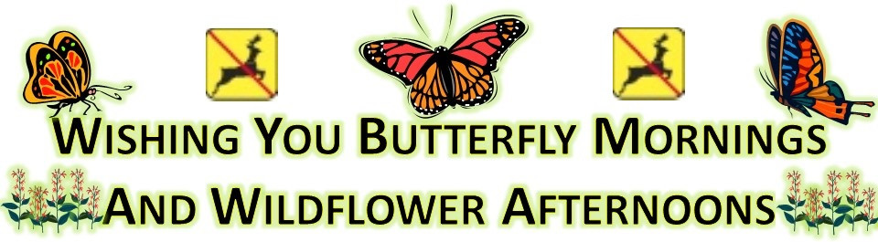 Native Perennial Plants that are Deer-Resistant and Pollinator-Friendly