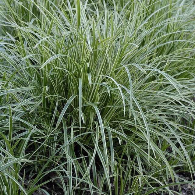 Carex morrowii ‘Ice Dance’ - Blades of Glory
