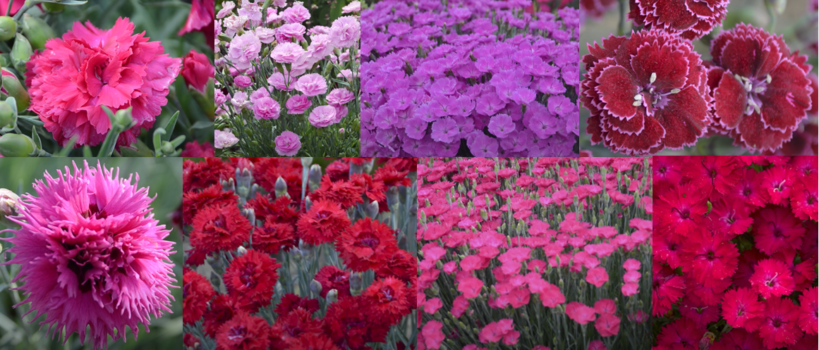 Rock the Border with a Modern Garden Classic