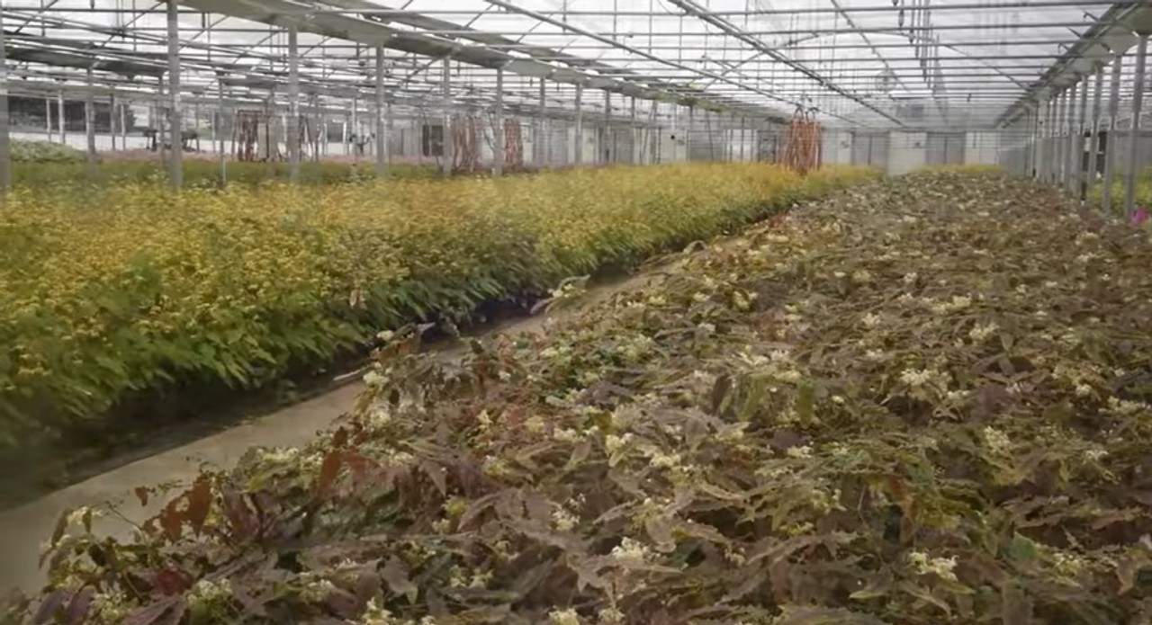 Resistant to drought, critters and pests with charming flowers and colorful leaves – its Epimedium Resistant to drought, critters and pests with charming flowers and colorful leaves – its Epimedium