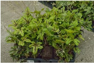 What Do You Get When You Cross…