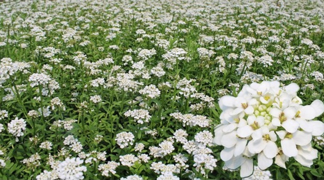 Iberis sempervirens - a Garden Gem Iberis sempervirens - a Garden Gem