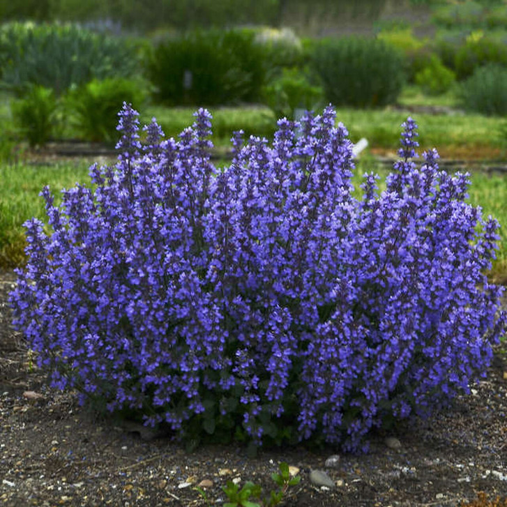 Not your typical catmint