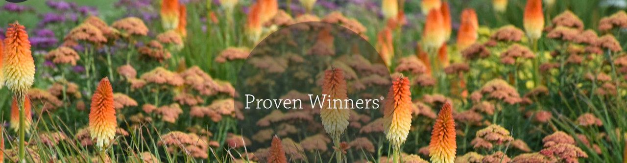 New Proven Winners® Perennials for 2024-2025 Announced