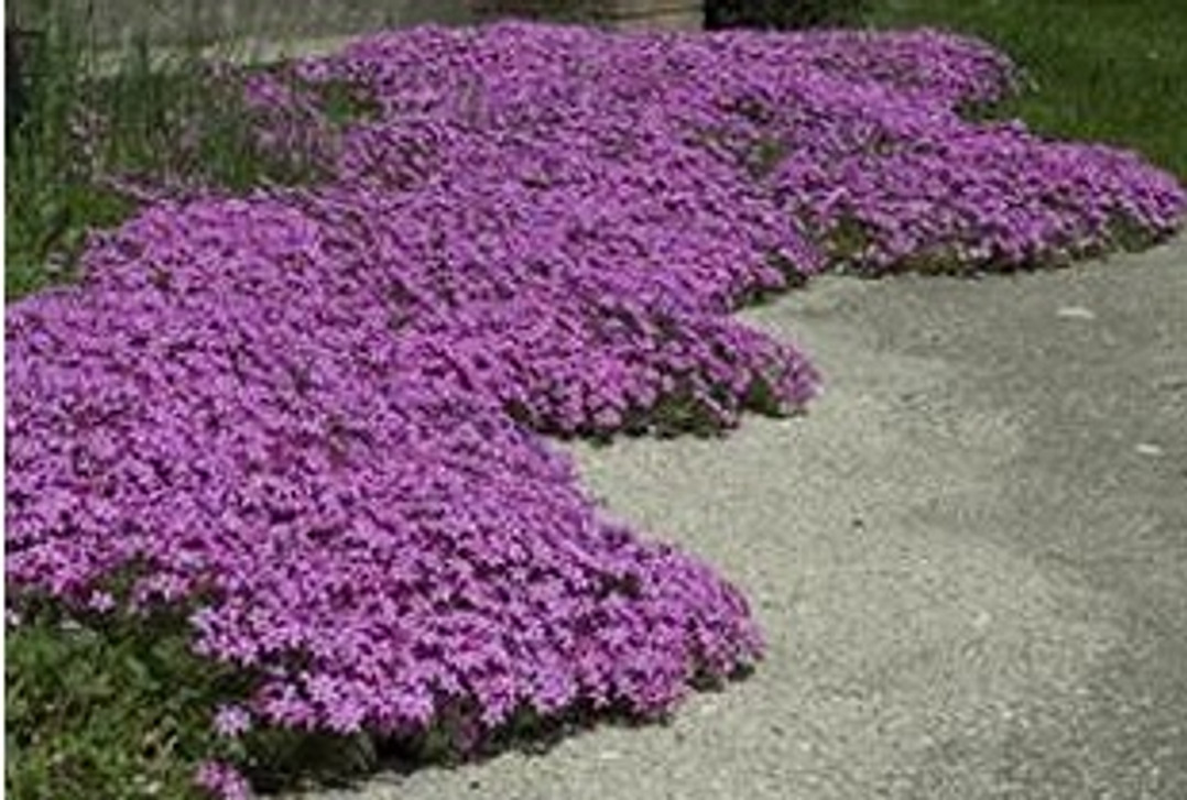 Don’t let spring creep up on you! 