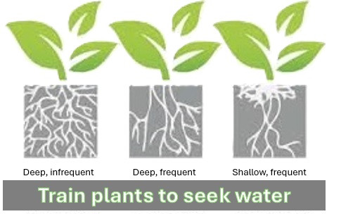 Watering Your Garden: A Personalized Approach