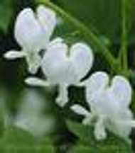 Dicentra