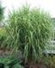 Miscanthus