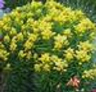 Solidago