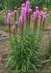 Liatris