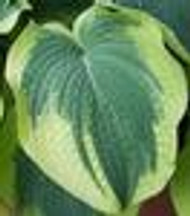 Hosta