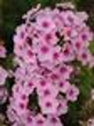 Phlox