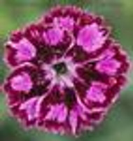 Dianthus