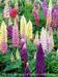 Lupinus