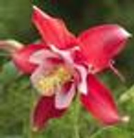 Aquilegia