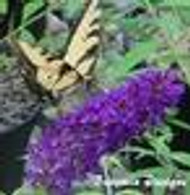 Buddleia