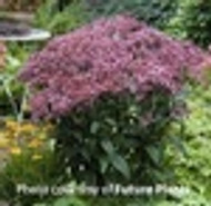 Eupatorium