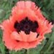 Papaver