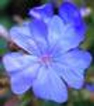 Ceratostigma