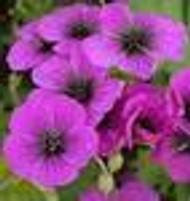 Geranium