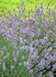 Lavandula