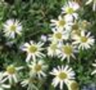 Erigeron