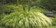 Hakonechloa