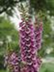 Digitalis