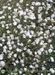 Gypsophila