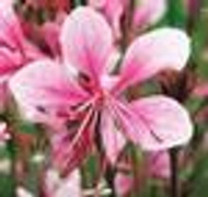 Gaura