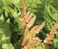 Dryopteris